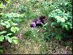 NORRIS SAM v.d Slotobsse-Heide (Archie Keiviento x Floor Luna v.d. Slotbosse-Heide)