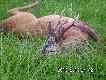 yciowy mykus
16.06.2013 roku w obwodzie 32 dzierawionym przez K. "Knieja Lubociesz" w Lipach w czasie porannego podchodu pozyskaem tego oto piknego mykusa. waga tuszy  16 kg, waga parostkw 459 g. emocje nie do opisania... 