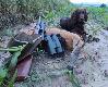 Asper Zatorska Sfora �w. Huberta...
Rogacz po strzale na komore przebieg� jeszcze oko�o 50 metr�w...dla m�odego wachtla z mojej hodowli doj�cie rogacza by�o formalno�ci�... DB, p.s. zapomnia�em doda�, �e jest to m�j setny rogacz w �yciu...tak�e ma�y jubileusz...