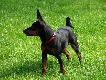 Trzyna�cie miesi�cy , waga i wymiary idealne. Znalaz� mi ju� dwa dziki . Na razie co prawda takie �e dobrze wiedzia�em gdzie le�� i by�o raptem 70 metr�w ucieczki ale ... szed� jak po sznurku napi�ty jak agrafka. Jeszcze nie g�osi ale pracujemy nad tym :) Martwi mnie tylko to �e �ywe atakuje. Kawa� zb�ja ro�nie :)