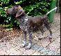 NELSON v.d. Slotbosse- Heide (Archie Keiviento x Floor Luna v.d. slotbosse - Heide)