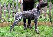 NEFRA Hubert�wka znad Parsety (Archie Keiviento x Fiona Kajminia)
