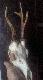 3 rok 2 g�owa 18 kg pozyskany 29.06.13r