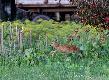 07.07-2013. By�a 21 a tu mamusia z latoro�l� uda�a si� do przydomowego ogr�dka. B�d� szkody :-))
