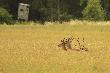 Jeden byk w scypule, drugi wytarty, ambona si� wali, ech, ba�agan w �owisku :-)