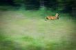 Ostatni skok i ju� go nie by�o :)