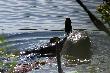16-07-2013. Jezioro w Pogorzelicy.  Wydra myszkowa�a przy brzegu w�r�d ma�ych na stop� wysepek zbudowanych albo z traw albo wok� m�odych olch. Zas�ania�y mi j� albo te wyspy albo ga��zie. Tylko jedno zdj�cie z obci�zon� wydr� mi wysz�o. Nawet spora by�a ta ryba.