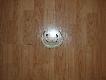 Or�  15,5 cm dzika 60kg 