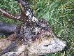 wygl�da�o na to �e ma takie rozlane r�ze okaza�o sie co inngeo  rozciecie sk�ry  na czaszce ...larwy sie tam dosta�y i zrzera�y mu czaszke ...by�o ich tam mn�stwo ...