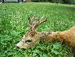 Wielotykowiec, z trzema mo�d�eniami :-) Komorowy strza� z 30-06 po�o�y� go w miejscu. 