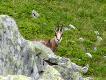 Inne g�ry, inne relikty polodowcowe: kozice.