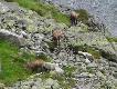 Inne g�ry, inne relikty polodowcowe: kozice.