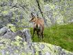 Inne g�ry, inne relikty polodowcowe: kozice.