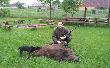 16 Maj 2013. Pierwszy Dzik Sezonu. Waga 90kg. Pojedyneczek. Zasiadka o godzinie 20:00 dzik wychodzi 0:40. Najdluzsza zasiadka w zyciu ;) Wyczekany.