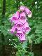 Naparstnica purpurowa