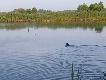pierwsze polowanie Arco wiek 9 m-c