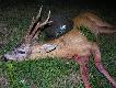 Rogacz pozyskany przez tat� 22.08.2013. Syn podprowadza� ojciec strzela�...  