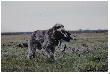 Hera - moja kochana "spinka"!
Hermine of Pure Passion (Hera) to spinone italiano, czyli wye woski szorstkowosy - mj niezmordowany towarzysz oww, gwnie piro, ale bywa, e i po farbie za nieduym dzikiem j puszczam! Tymczasem zaawansowana cia pozwala nam tylko zdjcia poprzeglda...
