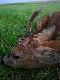 do�� wiekowy my�kusik. Ty razem postanowi�em uszcz�liwi� koleg� - jego pierwszy my�kus w �yciu ;)