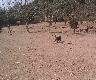 6 mies Finan Lisi Pokot pierwszy raz na zagrodzie