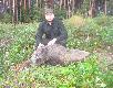 Ach te bolewickie �wity... :-) Dzik 60kg, strzelony przez mojego ojca dzi� rano na zr�bie. Po strzale na 100 metr�w , przyj�� kul� 30-06 na wysok� komor� i zwali� si� w ogniu. Db! :-) 