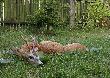 Sz�sty rogaczyk w tym sezonie. S�aby w powa�nym wieku.