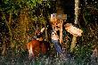 A byk nie chcia� popozowa� do zdjecia .D.B