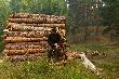 Czekali�mu rano na byka, kt�ry rycza� niemi�o�iernie w pobliskim lesie.D.B