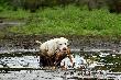 Ostatnie p�dzenie. Zm�czona, ale jeszcze skuteczna :-) Darz B�r