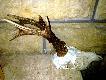 Chodz� za bykiem i nic tylko w ko�o takie koz�y mi wychodz�, to 5 rogacz tego sezonu a byka jak nie by�o tak nie ma. Wiek 6 lat waga 17,5kg.