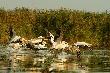 Pelikany r�owe. Delta Dunaju.