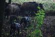 na poligonie podczas manewr�w