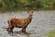 Wprawdzie nie rycz�cy ale jest :-)