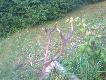 2  tygodnie za nim chodzi�em, nie raz mia�em go w krzy�u, ale zawsze si�  waha�em, czy go nie zranie poniewa� jego ostoj� by� bardzo trudny teren, wczoraj wyszed� na ��ke szukaj�c mi�o�ci, po strzale na graniczny dystans zosta� w ogniu. 