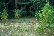 Patrzy� mi prosto w obiektyw, gdyby z jednej strony mia� widlic� patrzy� by prosto w lunet� .D.B