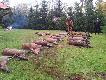 Najlepsze polowanie w tym sezonie, psy w miotach roboty mia�y full, do tego  podniesione trzy postrza�ki: byk i dwie �anie, czego chcie� wi�cej...