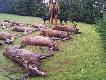Najlepsze polowanie w tym sezonie, psy w miotach roboty mia�y full, do tego podniesione trzy postrza�ki: byk i dwie �anie, czego chcie� wi�cej...