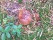 A tak sobie ros�em i mnie znale�li...