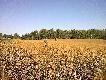 Przed kaczkami. Na pierwszym planie �owczy, a to w czym stoimy to ....... owies :-)))))