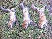 Pokot polowania 20 pa�dziernika 2013 roku Wis�a Dobka,