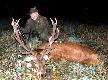 �w. Hubert w tym sezonie jest dla mnie wyj�tkowo �askawy. Po pi�knym dziku da� mi kapitalnego, jak na nasze warunki, byka w III klasie :-) Waga byka w skupie 176 kg. Wieniec 14 NOK. Prawa korona kielichowa - jak b�dzie medal to si� z niej napij�:-))
Wst�pny pomiar daje 180,32 pkt CIC - b�dzie br�z :-)