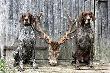 ARCHIE Keiviento (Malomk�zi SOMA x Malomk�zi JASMINE)  z KS THOREM v.d. Waltakke - polowanie..... :)