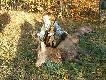 Byk i �ania! No i Ja;-)