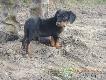Bruno 2 miesiace:)