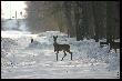 Niedziela - wyspa Bolko - Opole
Tutaj b�d� umieszcza� zdj�cia zwierz�tek