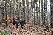 Ca�e polowanie przebiega�o bardzo sprawnie i by�o �wietnie zorganizowane. Zdziwi�a mnie dyscyplina my�liwych, kt�rzy po wyj�ciu z samochodu ustawiali si� g�siego wg kolejnych numer�w a �owczy po cichu i bez zb�dnych dyskusji w b�yskawicznym tempie rozprowadza� my�liwych.