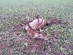 Byk strzelony w pierwszym p�dzeniu. 11-12 lat nieregularny dwunastak obustronnie koronny ok 7 kg. Arti nie mia� przy nim nic do roboty-tylko asystyowa� przy fotce :)