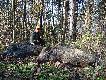 M�j pierwszy dublet "ma�ych" dzik�w