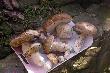 20.11.2013r. Ci�g dalszy zbior�w 