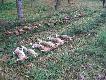 Pokot trzeciego polowania zbiorowego, sza�u niema, ale rok nie by� sprzyjaj�cy...